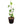 Betel Leaf 24inch Plant