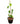 Betel Leaf 24inch Plant