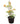 Single Color Bougainvillea 24inch Plant