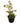 Single Color Bougainvillea 24inch Plant