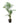 Areca Palm 88inch Plant