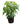 Umbrella Tree 42inch Plant