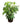 Umbrella Tree 42inch Plant