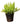 Aspergus Ferns 10inch Plant