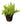 Aspergus Ferns 10inch Plant