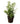 Golden Bamboo 50inch Plant