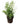 Golden Bamboo 50inch Plant