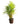 Areca Palm 40inch Plant