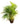 Areca Palm 40inch Plant