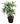 Rhapis Palm 34inch Plant