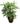 Rhapis Palm 34inch Plant