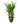 Heliconia Lobster claw 46inch Plant