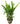 Heliconia Lobster claw 46inch Plant