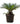 Sago Palm 26inch Plant