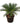 Sago Palm 26inch Plant