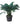 Areca Palm 48inch Plant