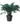 Areca Palm 48inch Plant