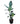 Bird of Paradise 50inch Plant