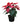 Poinsettia 14inch Plant