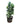 Fiddle Leaf Fig 40inch Plant