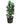 Fiddle Leaf Fig 40inch Plant