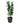 Fiddle Leaf Fig 36inch Plant