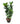 Fiddle Leaf Fig 36inch Plant