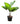 Chinese Fan Palm 40inch Plant