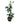 Medilina Magnifica 48inch Plant