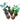 Air Purifying Special - Set of 9 - Aglaonema Parrot, Emerald Bay, Lipstick, Schefflera Variegated, Rubber Black, Dracaena Rosea, Green, China / Fan Palm, Aralia White in 7 Inch Red Classy  Pot