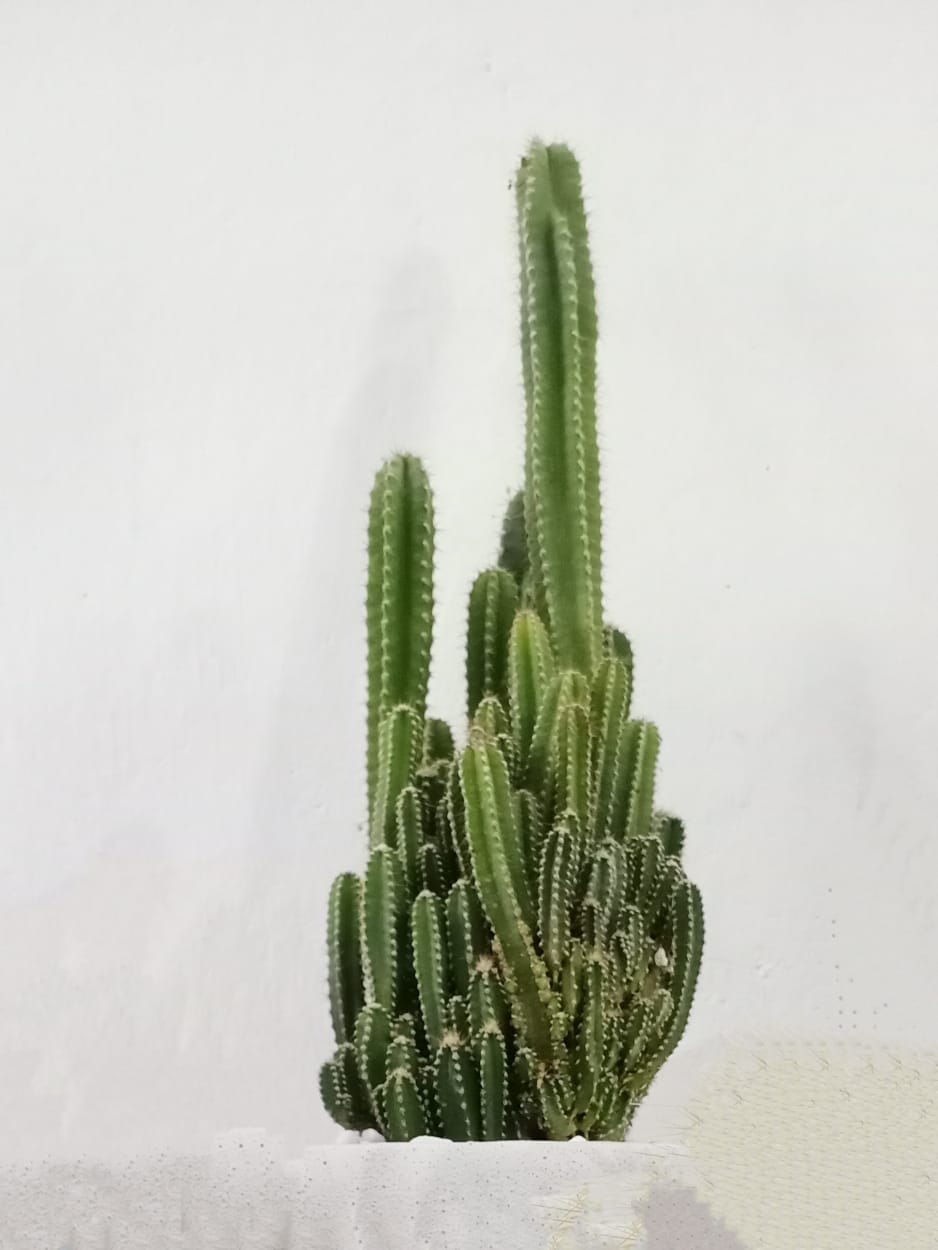 Triangular Cactus Acanthocereus tetragonus – Shapemygarden