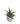 Aloe Black Beauty Succulent in 3 Inch Elegant White Glass Designer Ceramic Pot