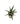 Aloe Black Beauty Succulent in 3 Inch  Pot