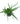 Aloe Vera Medicinal plant in 4 Inch  Bag