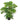 Araucaria / Christmas Tree in 4 Inch Pot