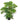 Araucaria / Christmas Tree in 4 Inch  Pot