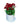 Chrysanthemum / Guldawari / Guldaudi Maroon in 5 Inch White Premium Sphere  Pot with Tray