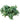 Fittonia Green in 4 Inch  Pot