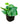 Money Plant Green in 4 Inch  Pot