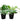 Money Special - Set of 4 - Money Plant (Desi, Njoy, Golden & White) in 4 Inch  Pot