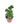 Pachyphytum / Munga Succulent in 3 Inch Pot