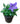 Platycodon Grandiflorus / Balloon Blue Flower in 4 Inch  Pot