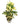 Schefflera Yellow in 6 Inch Premium  Pot (any colour)