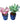 Set of 2 - Aglaonema (Etta Rose & Wishes) in 5 Inch Balti Designer Ceramic Pot (any colour & design)