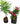 Set of 2 - Kaner / Oleander (Pink & White) in 4 Inch  Bag