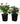 Set of 2 - Marigold / Genda (French Orange & Red-Orange) in 4 Inch Pot