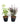 Set of 2 - Tulsi (Rama & Shyama) in 4 Inch  Pot