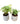 Set of 2 - (Syngonium Small & Syngonium Large Leaf) in 4 Classy Cup Ceramic Pot (any colour)