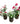 Set of 3 - Rose Red, White & Button Rose (any colour) in 6 Inch Pot