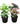 Set of 4 - Syngonium (Pixie Green, Green, Black & Pink) in 5 Inch  Pot